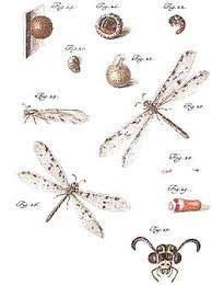 Attēlu rezultāti vaicājumam “Myrmeleontidae”