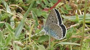 Attēlu rezultāti vaicājumam “Phengaris arion underside”