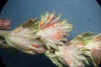 Attēlu rezultāti vaicājumam “Coleosporium sp.”