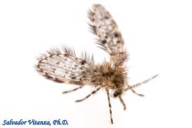 Attēlu rezultāti vaicājumam “Psychodidae”