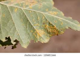 Attēlu rezultāti vaicājumam “Melampsoridium sp.”