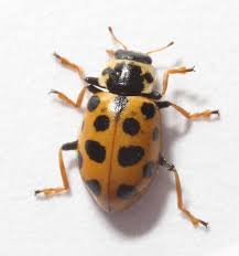 Attēlu rezultāti vaicājumam “Coccinellidae”