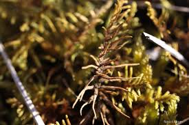 Attēlu rezultāti vaicājumam “Abietinella abietina”