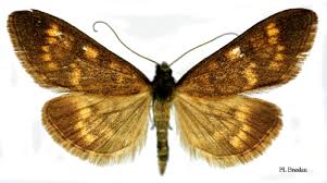 Attēlu rezultāti vaicājumam “Anania lancealis”