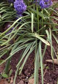 Attēlu rezultāti vaicājumam “Muscari armeniacum”