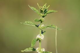Attēlu rezultāti vaicājumam “Lycopus europaeus flower”