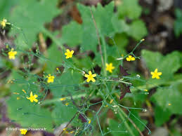 Attēlu rezultāti vaicājumam “Mycelis muralis flower”