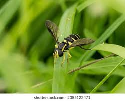 Attēlu rezultāti vaicājumam “Xanthogramma sp.”