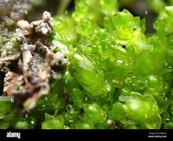 Attēlu rezultāti vaicājumam “Bryum pallescens sporophyte”