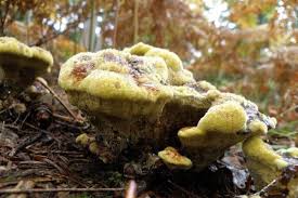 Attēlu rezultāti vaicājumam “Phaeolus schweinitzii”