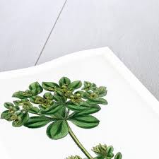 Attēlu rezultāti vaicājumam “Euphorbia helioscopia”