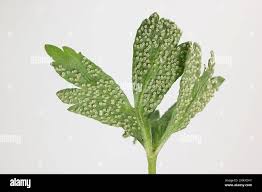 Attēlu rezultāti vaicājumam “Ochropsora ariae”