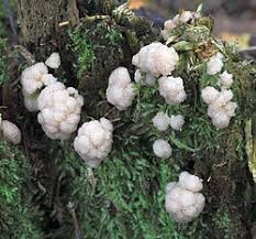 Attēlu rezultāti vaicājumam “Stemonitis axifera”