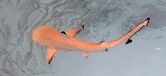 Image result for Carcharhinus melanopterus
