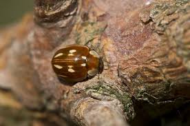 Attēlu rezultāti vaicājumam “Myzia oblongoguttata”