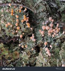 Attēlu rezultāti vaicājumam “Dibaeis baeomyces”