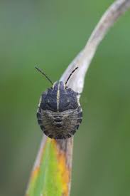 Attēlu rezultāti vaicājumam “Capsus ater imago”