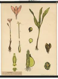 Image result for Herbstzeitlose