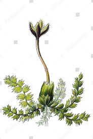 Attēlu rezultāti vaicājumam “Lepidozia reptans”