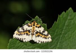 Attēlu rezultāti vaicājumam “Abraxas grossulariata pupa”