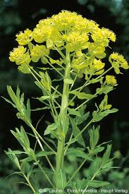 Attēlu rezultāti vaicājumam “Euphorbia palustris flower”