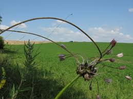 Attēlu rezultāti vaicājumam “Allium oleraceum”