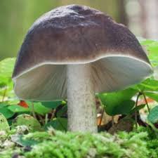 Attēlu rezultāti vaicājumam “Inocybe lanuginosa”
