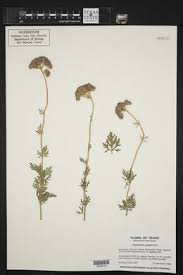 Attēlu rezultāti vaicājumam “Enteridium liceoides sessile”