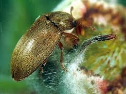 Attēlu rezultāti vaicājumam “Byturus tomentosus”