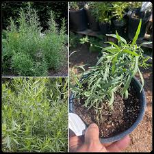 Image result for Artemisia dracunculus