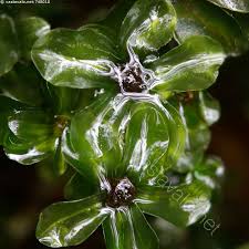 Attēlu rezultāti vaicājumam “Pseudobryum cinclidioides”