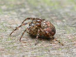 Attēlu rezultāti vaicājumam “Metellina merianae”