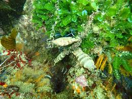 Image result for Haploblepharus edwardsii