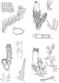 Attēlu rezultāti vaicājumam “Blepharostoma trichophyllum sporophyte”