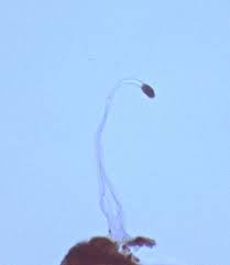 Attēlu rezultāti vaicājumam “Lamproderma pseudomaculatum stalked”