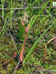 Attēlu rezultāti vaicājumam “Scheuchzeria palustris flower”