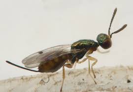 Attēlu rezultāti vaicājumam “Torymidae”