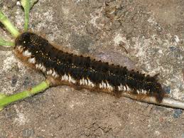 Attēlu rezultāti vaicājumam “Euthrix potatoria larva”