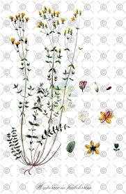 Attēlu rezultāti vaicājumam “Hypericum perforatum fruit”