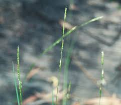 Attēlu rezultāti vaicājumam “Glyceria fluitans fruit”