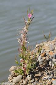 Attēlu rezultāti vaicājumam “Epilobium hirsutum”