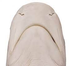 Image result for Galeocerdo cuvier