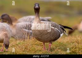Attēlu rezultāti vaicājumam “Anser brachyrhynchus adult”