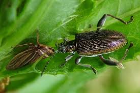 Attēlu rezultāti vaicājumam “Donacia clavipes”