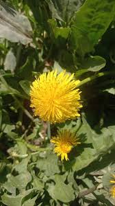 Image result for diente de leon