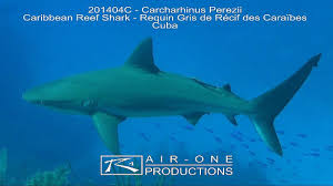 Image result for Carcharhinus perezii