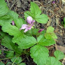 Attēlu rezultāti vaicājumam “Rubus arcticus”