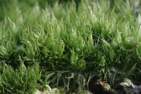 Attēlu rezultāti vaicājumam “Dicranum spurium”