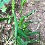 Attēlu rezultāti vaicājumam “Hordelymus europaeus leaf”