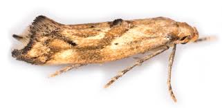 Attēlu rezultāti vaicājumam “Epermenia falciformis”